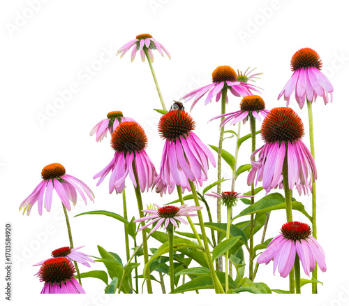 Purple coneflowers, Echinacea purpurea, blooming, isolated on a transparent background, png