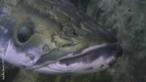 A arapaima head in the pool	
