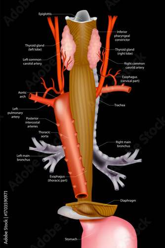 Detailed medical illustration of the human trachea, esophagus, and aortic arch with surrounding structures, including thyroid gland, carotid arteries, pulmonary artery, and bronchi. Educational anatom