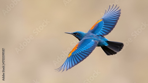 Blue Rock Thrush in Flight with Orange Accents and Extended Wings
