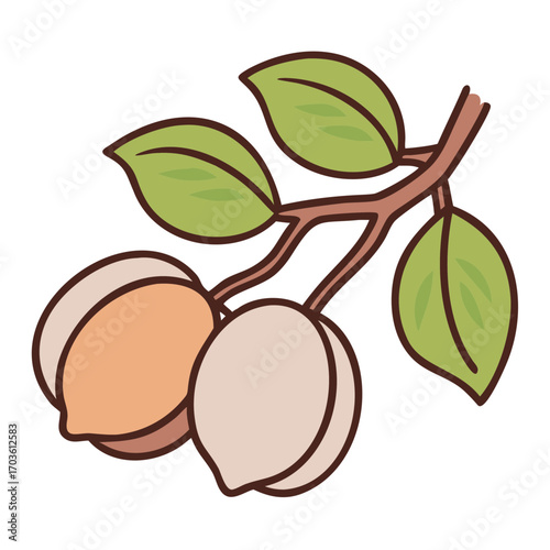 Illustration of nuts on branch with green leaves  
