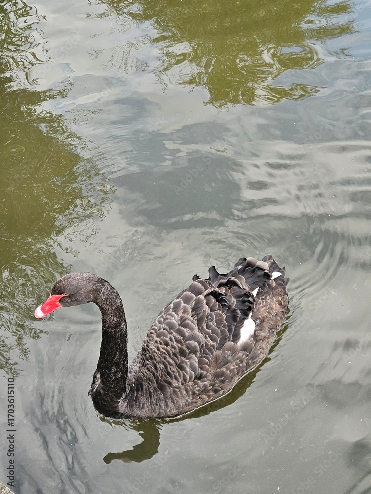 Fototapeta premium black swan swimming in the lake