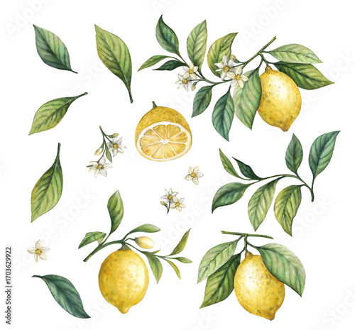 Cute watercolor illustration of a lemon pattern,lemon set On a white background,Summer citrus fruit,Juicy colors,Hand drawn lemon set,Botanical illustration collection,Whole lemons,banner menu drink.
