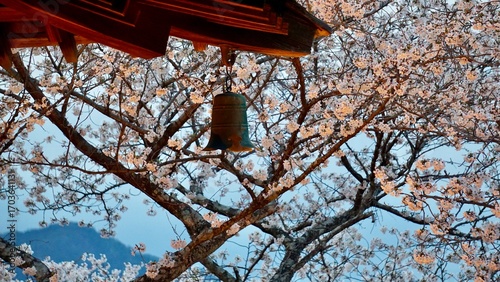Closeup of  a Japanese temple roof bell at sunset with pink cherry blossom blooms in the background