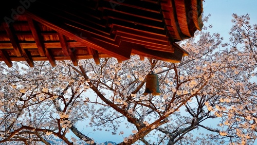 Closeup of  a Japanese temple roof bell at sunset with pink cherry blossom blooms in the background