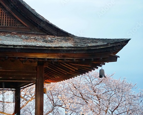 View of a Japanese temple pavilion structure with cherry blossom trees in the background