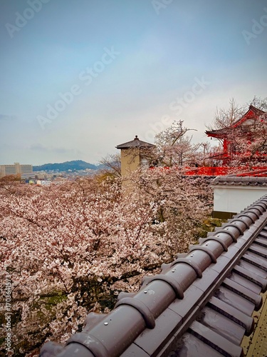 red Japanese temple roof with cherry blossoms in full bloom