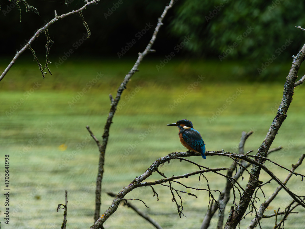 Fototapeta premium Kingfisher 