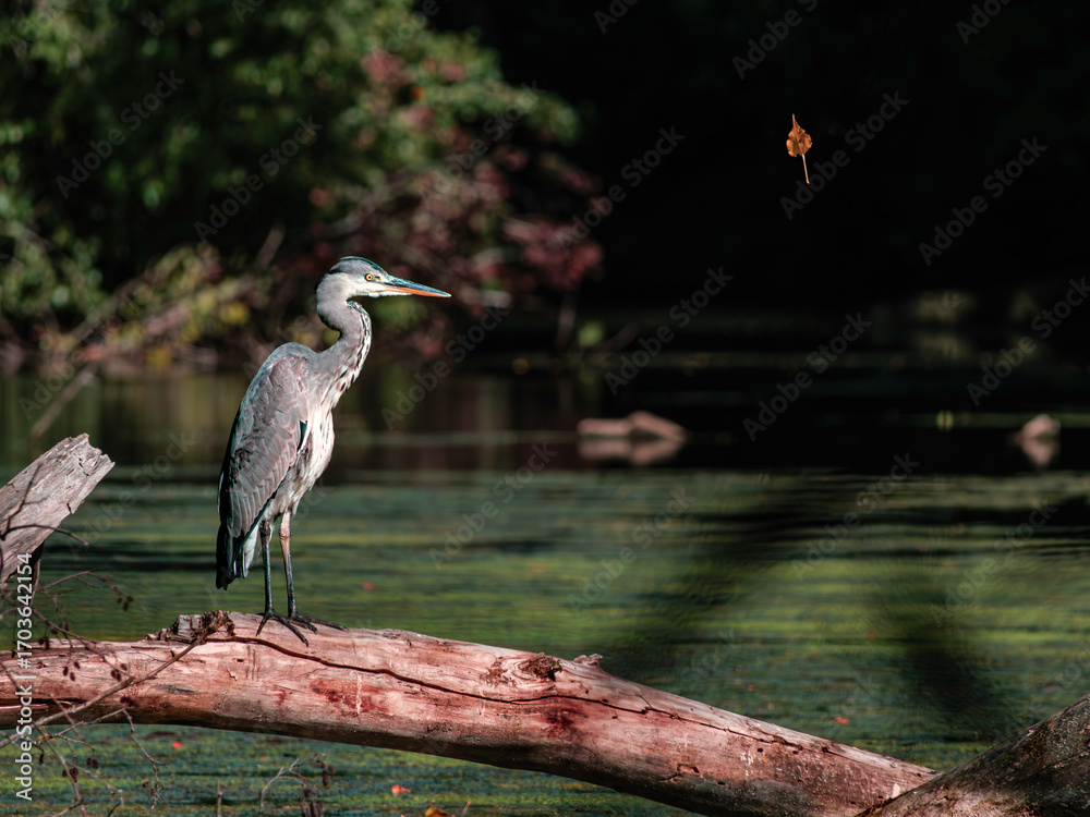 Fototapeta premium great gray heron alone on a tree 
