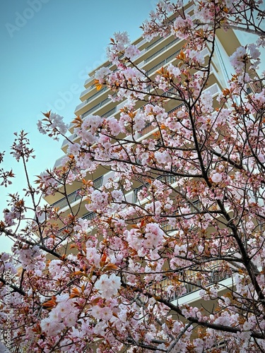 Closeup of pink cherry blossom blooms with a Highrise building in the background