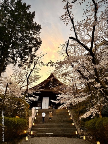 Dusk view of steps leading up to a traditional Japanese temple building with cherry blossom trees