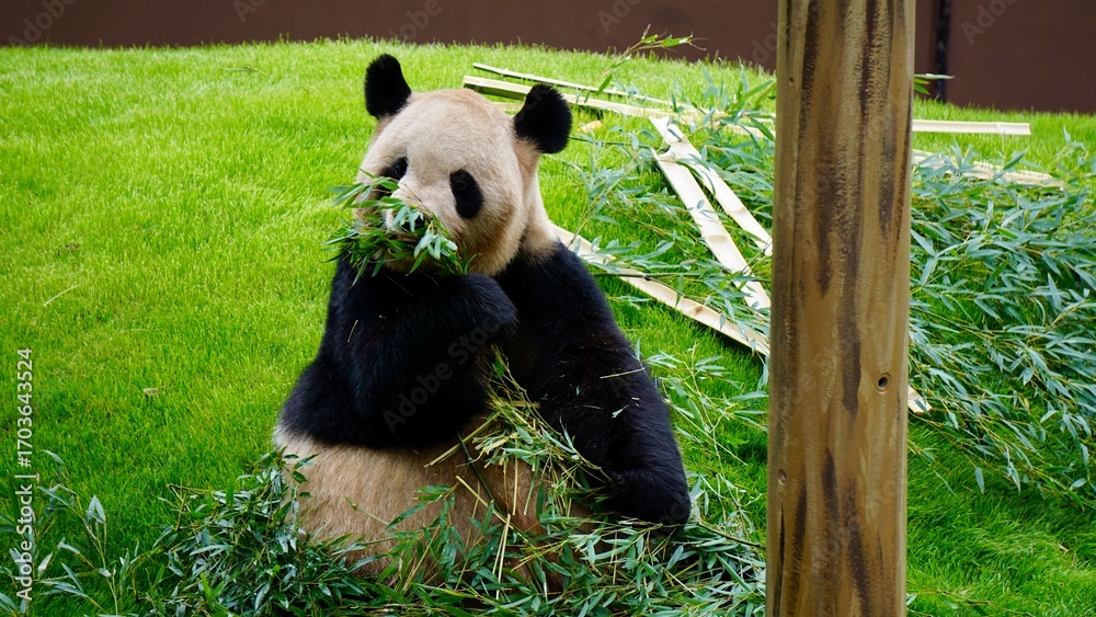 Fototapeta premium Closeup of a Giant Panda eating bamboo against a vibrant green grassy slope