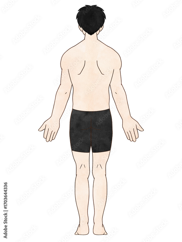 Fototapeta premium 解剖学的正位 男性 背面 水彩風 服あり