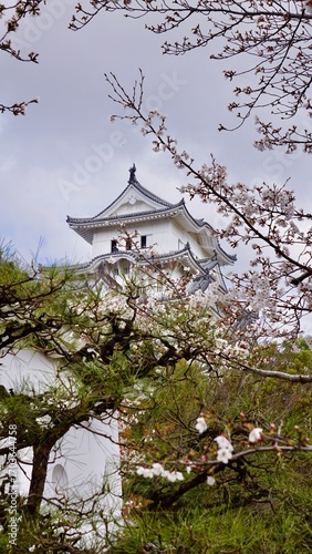 View of Himeji castle from behind cherry blossom blooms