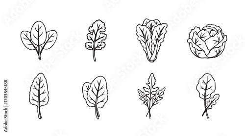 Collection of hand drawn leafy green vegetables and herbs in a simple sketch silhouette