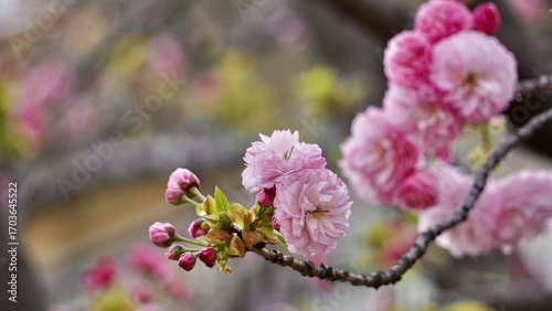 Closeup macro shot of pink cherry blossom blooms in Osaka Japan