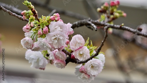 Closeup macro shot of pink cherry blossom blooms in Osaka Japan