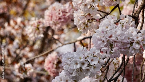 Closeup macro shot of pink cherry blossom blooms in Osaka Japan