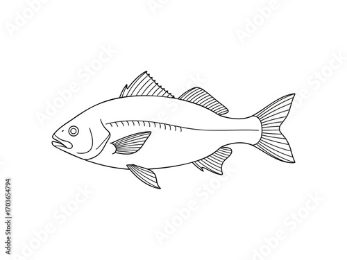 Hand drawn sketch of a freshwater fish on white background