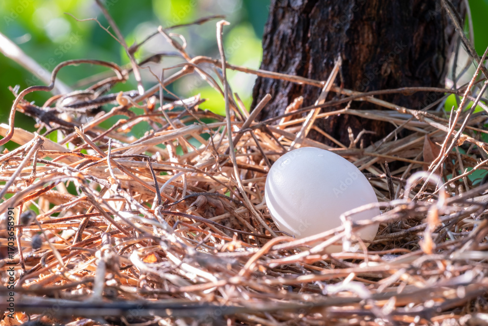 Obraz premium Close up of a single white egg resting in a bird’s nest made of dry twigs, symbolizing new life, nature, protection, growth, fertility, and beginning, perfect for wildlife, education, and eco concepts