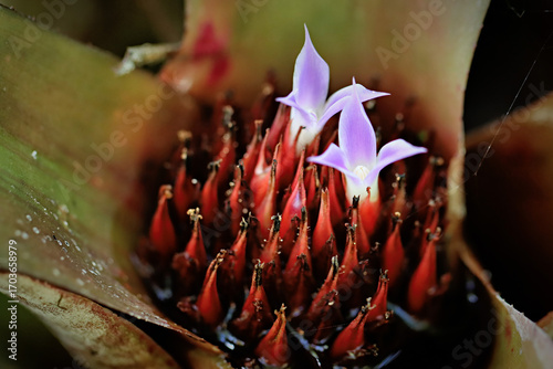 Tiny Flowers