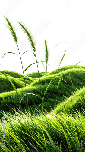 A field of waving green grass, with taller plants