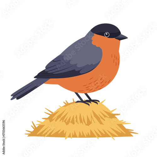 Illustration of a small bird with a black head, grey back, and orange-red belly standing on a pile of straw.