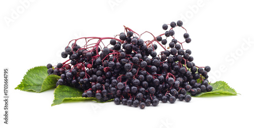 Black elderberry fruit.
