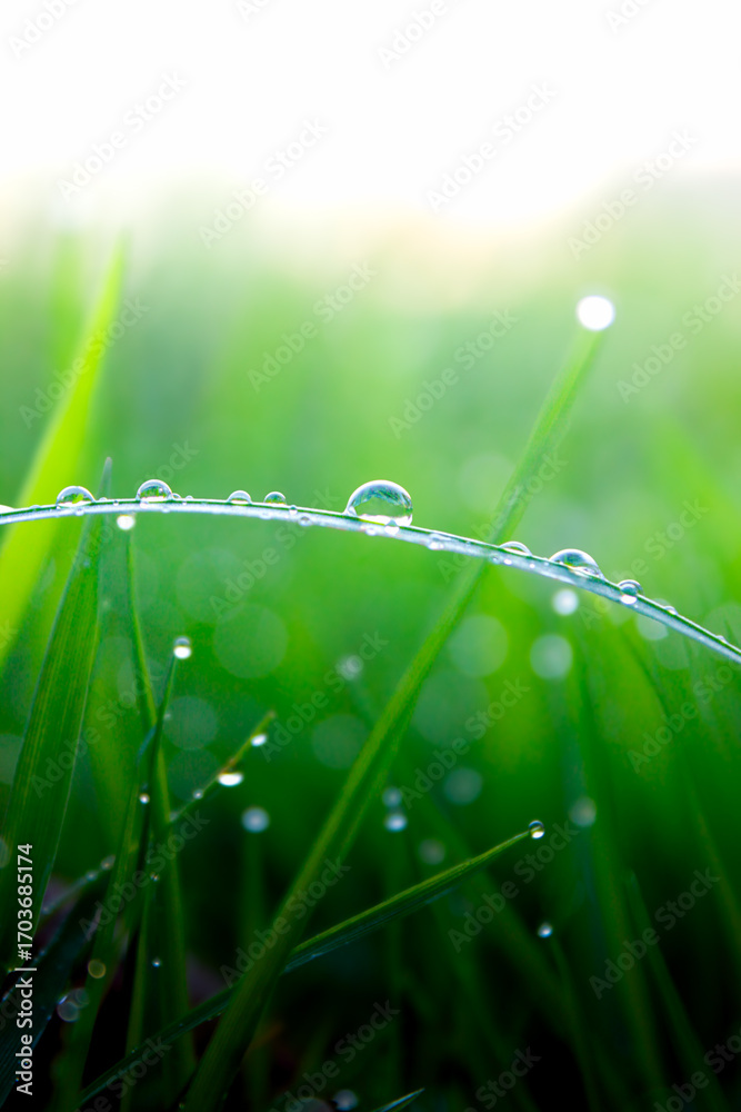 Fototapeta premium L'Environnement