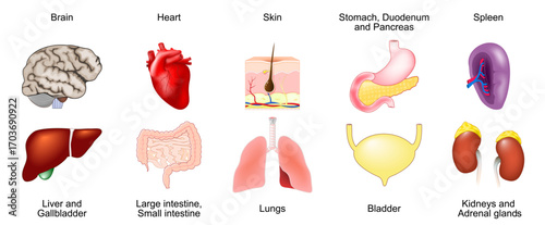 Human internal Organ Anatomy. Set of Cartoon icons