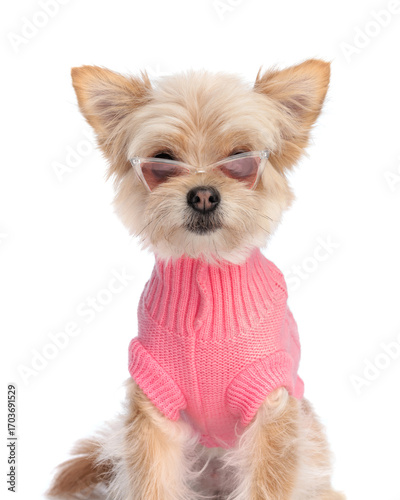 adorable pomeranian spitz dog in knitted pink sweather with sunglasses