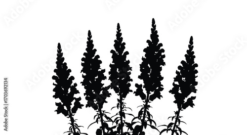 Silhouette of five tall snapdragon flowers in bloom against a white backdrop vector
