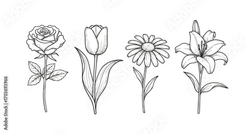 Hand drawn flower collection rose tulip daisy lily sketch botanical floral art design element vector