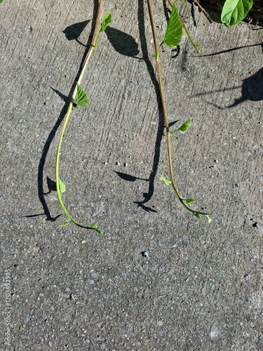 green plant on the ground