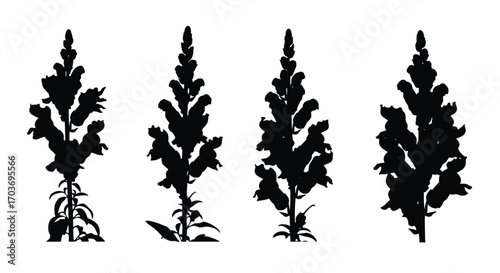 Silhouettes of four distinct snapdragon flower stems isolated on vector