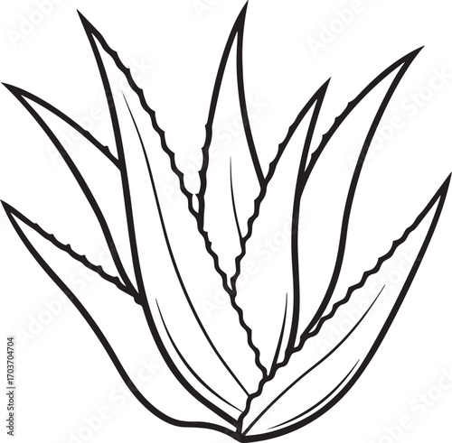 Simple black and white line drawing of an aloe vera plant outline vector illustration