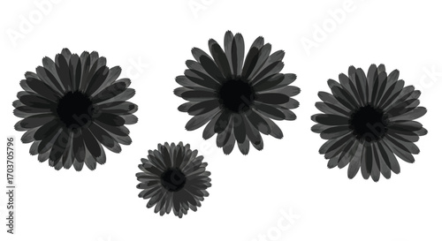 Four dark black gerbera daisies with detailed petals scattered across a white surface vector