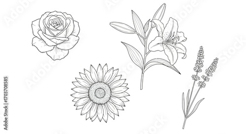 Elegant hand-drawn line art floral elements featuring rose lily sunflower lavender sprigs vector