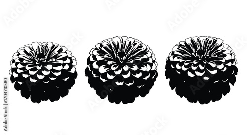 Three ripe raspberries close-up macro detail textured food photography studio shot vector