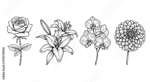 Elegant hand drawn floral collection featuring rose lily orchid and dahlia botanical line art vector