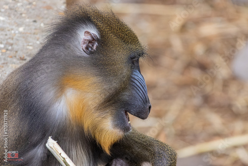 Fototapeta Mandril