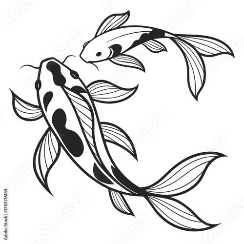 Two black and white koi fish swimming in a fluid motion against a white background