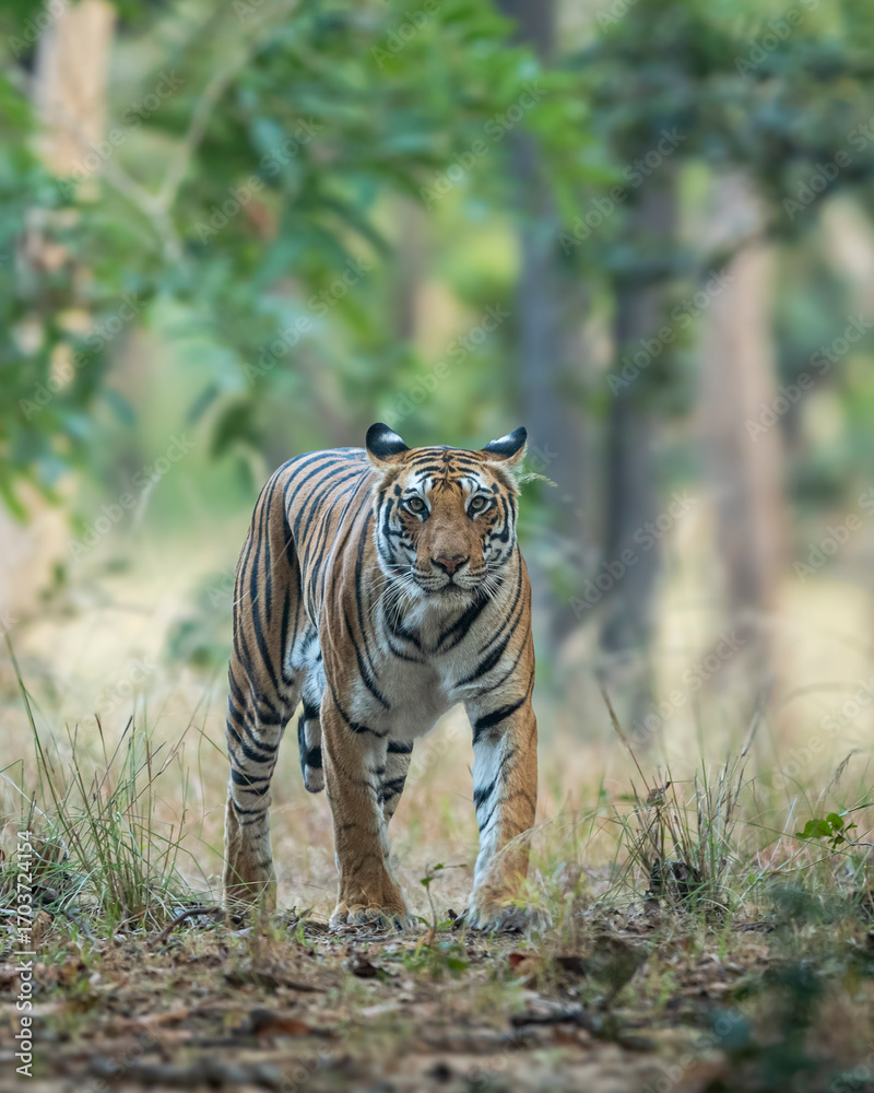 Naklejka premium wild female bengal tiger or panthera tigris on prowl in morning safari territory marking in natural scenic winter background bandhavgarh national park forest tiger reserve madhya pradesh india asia