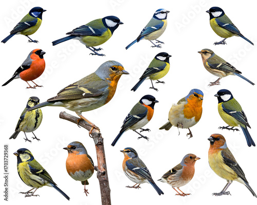 Collection of the most common European birds, isolated on transparent background