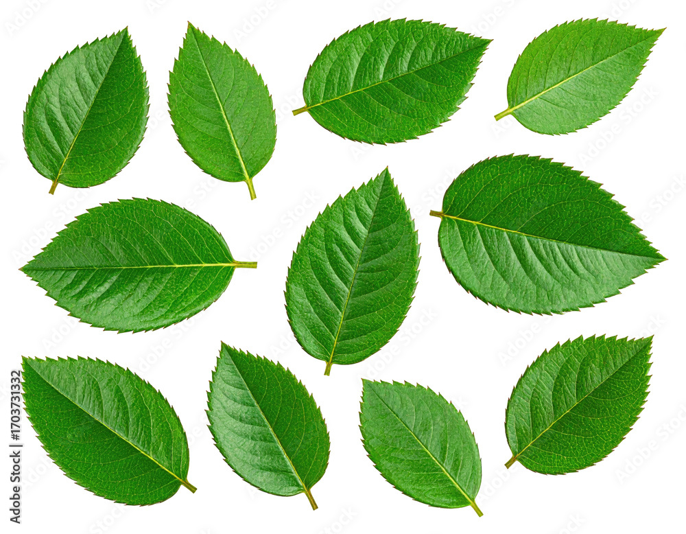 Fototapeta premium Fresh green leaves arranged on black background