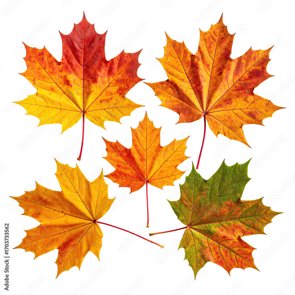 Obraz premium Autumn maple leaves, various shades of fall color, arranged in a cluster