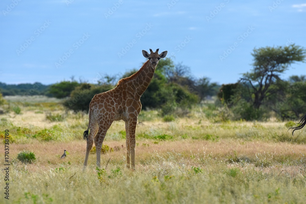 Obraz premium Eine Steppengiraffe (giraffa camelopardalis) im Etoscha Nationalpark