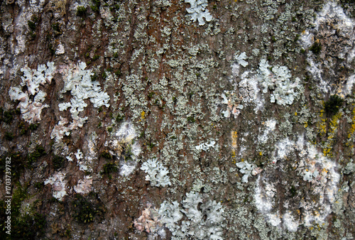 Rough cracked surface of tree trunk with lichens