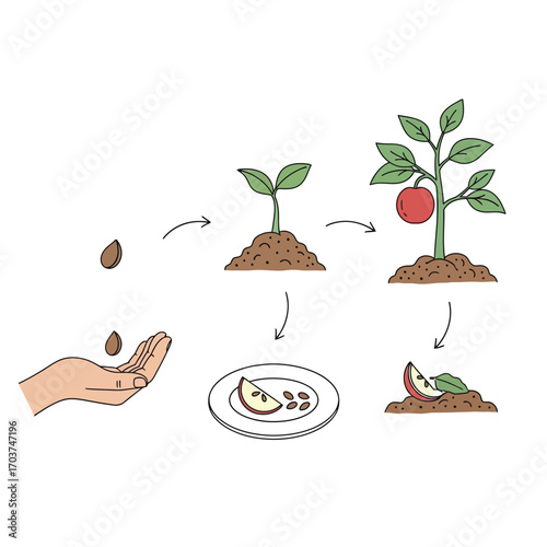 A conceptual illustration depicting the life cycle of an apple tree, showing the journey from a single seed to a mature, fruit-bearing plant