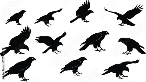 Black bird of prey silhouettes, flying and perched poses, wildlife vector art, raptor design, decorative outline, powerful avian illustration collection setBlack bird of prey silhouettes
